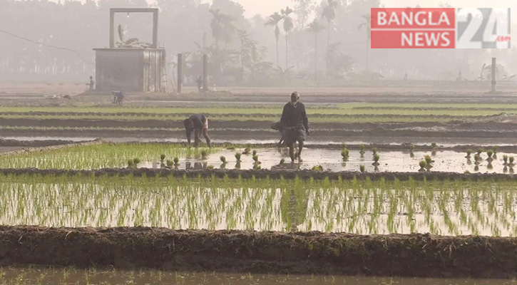 নওগাঁয় বোরো ধান রোপণে কৃষকের উৎসব